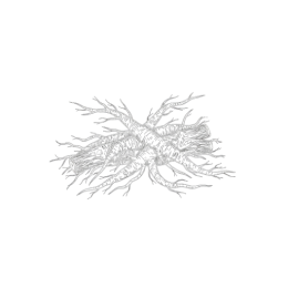 Detailed black‑and‑white line drawing of a branching eleuthero root cluster with textured rhizomes and fine lateral roots, isolated on a transparent background.