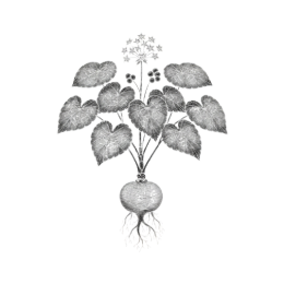 Monochrome botanical drawing of maca with heart‑shaped leaves, tiny star flowers, clustered berries, and a rounded turnip‑like root with fine rootlets, isolated on a transparent background.