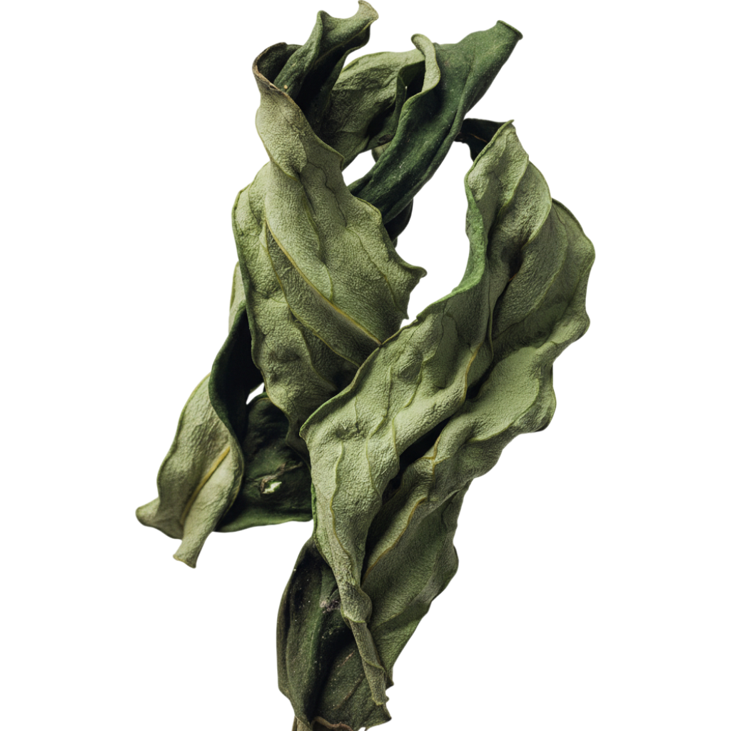 Close‑up of a twisted green botanical stem with textured, curled leaves isolated on a clean white background, highlighting natural ingredients for premium skincare and fragrance formulas.​