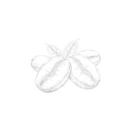 Minimal monochrome line illustration of three plump coffee beans with a small pair of leaves on top, isolated on a transparent background.