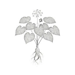 Detailed monochrome botanical drawing of a ginseng with heart‑shaped leaves, tiny star flowers, clustered berries, and a tapered taproot, isolated on a transparent background.