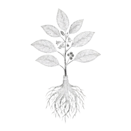 Monochrome line illustration of an ashwagandha sprig with oval leaves, tiny blossoms, clustered berries, and a dense fibrous root system, isolated on a transparent background.