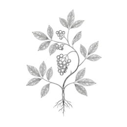 Detailed black‑and‑white line drawing of a schisandra vine with slender leaves, clustered round berries, and a small exposed root tip, isolated on a transparent background.